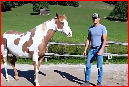 Man Begins Dancing, but His Horse Takes Center Stage